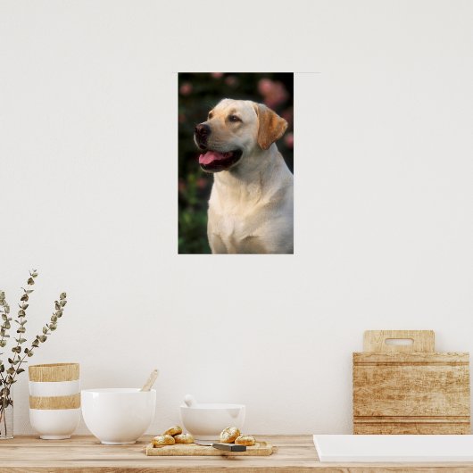 Portrait von Labrador Retriever, Hilton Poster (Küche)