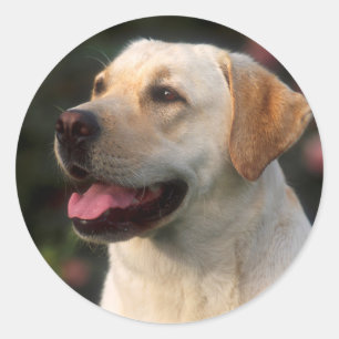 Portrait von Labrador Retriever, Hilton Runder Aufkleber