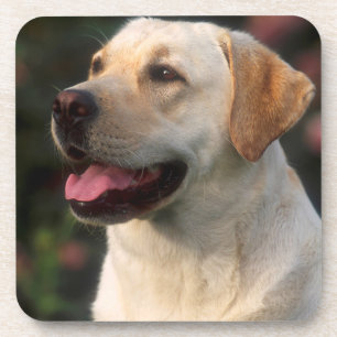 Portrait von Labrador Retriever, Hilton Untersetzer