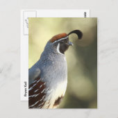 Portrait von männlichen Wachteln Postkarte (Vorne/Hinten)