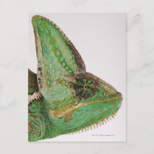 Portrait von mutig gefärbtem Jemen Chameleon Postkarte