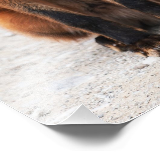 Portrait von niedlichem Wildschwein mit schönen Au Fotodruck (Ecke)