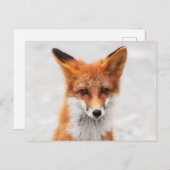 Portrait von niedlichem Wildschwein mit schönen Au Postkarte (Vorne/Hinten)