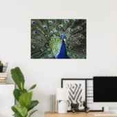 Portrait von Pfau mit Federn draußen Poster (Heimbüro)