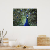 Portrait von Pfau mit Federn draußen Poster (Küche)