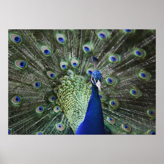Portrait von Pfau mit Federn draußen Poster (Vorne)