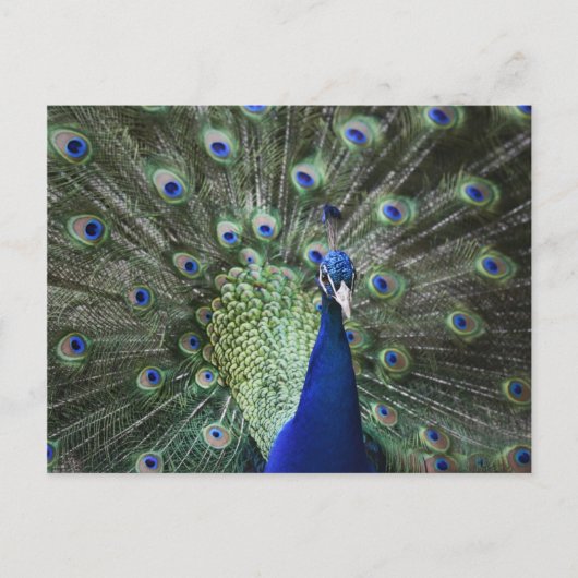 Portrait von Pfau mit Federn draußen Postkarte (Vorderseite)