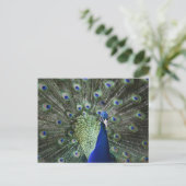 Portrait von Pfau mit Federn draußen Postkarte (Stehend Vorderseite)