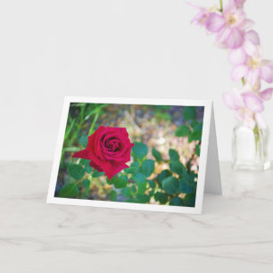 Portrait von Red Floral Rose Karte