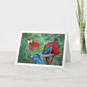 Portrait von Rot-Blau und Grün-Papageien Karte (Vorderseite)