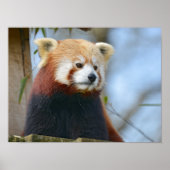 Portrait von rotem Panda Poster (Vorne)