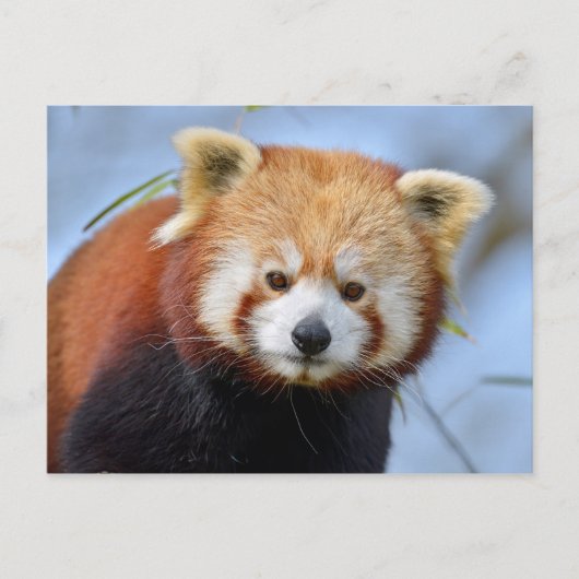 Portrait von rotem Panda Postkarte (Vorderseite)