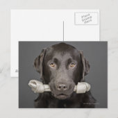 Portrait von Schokoladenlabrador Postkarte (Vorne/Hinten)