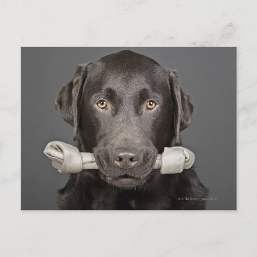 Portrait von Schokoladenlabrador Postkarte (Vorderseite)
