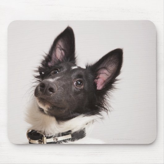 Portrait von Schwarz-Weiß-Schafhund Mousepad (Vorne)