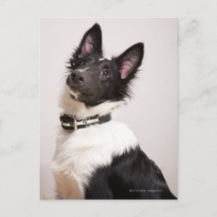 Portrait von Schwarz-Weiß-Schafhund Postkarte