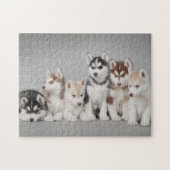 Portrait von sechs sibirischen Huskywelpen Puzzle (Horizontal)