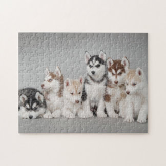 Portrait von sechs sibirischen Huskywelpen Puzzle