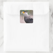 Portrait von Southern Crested Caracara Quadratischer Aufkleber (Tasche)