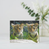 Portrait von Tiger Cubs Postkarte (Stehend Vorderseite)