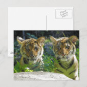 Portrait von Tiger Cubs Postkarte (Vorne/Hinten)