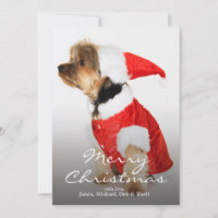 Portrait von Yorkshire Terrier Wearing Weihnachtsm