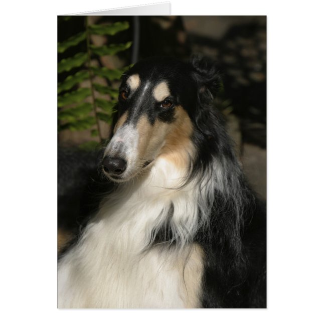 Portrait von Zulu (Vorne)