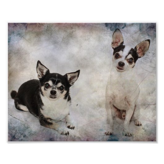 Portrait von zwei Chihuahuahuas Fotodruck (Vorne)