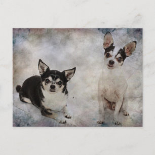 Portrait von zwei Chihuahuahuas Postkarte