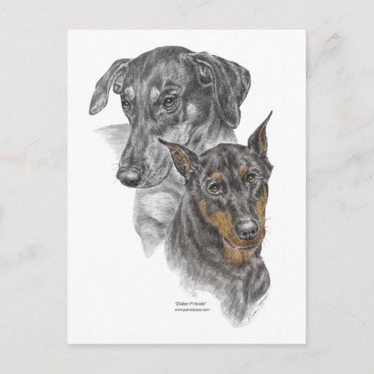Portrait von zwei Dobermans Postkarte (Vorderseite)