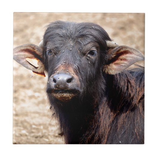 Portrait-Wasserbüffel Fliese (Vorderseite)