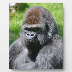 Portrait Western Fotoplatte