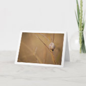 Portrait zur Muschel der FeldSchnecke Karte (Vorderseite)