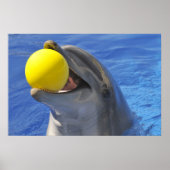 Portraitdolphin mit einem Ball im Mund Poster (Vorne)