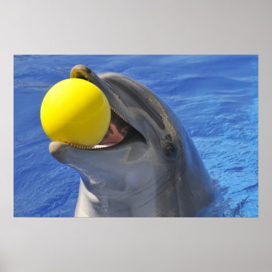 Portraitdolphin mit einem Ball im Mund Poster (Vorne)