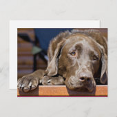 Portraitfotografie von Sad Chocolate Labrador Postkarte (Vorne/Hinten)