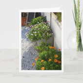 Portraitkarte für afrikanische Daisies Karte (Vorderseite)