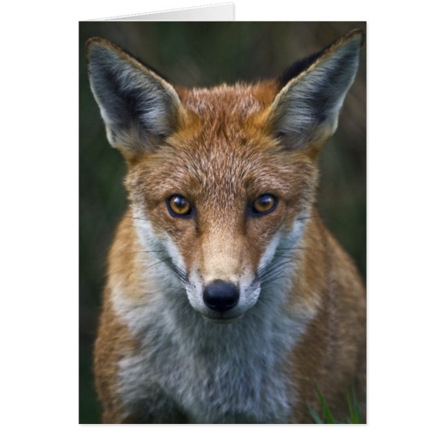 Portraitkarte Red Fox (Vorne)