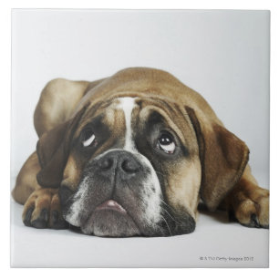 Porträt alter Tyme Bulldogge Dorsets Fliese