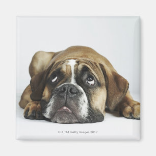 Porträt alter Tyme Bulldogge Dorsets Magnet