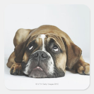Porträt alter Tyme Bulldogge Dorsets Quadratischer Aufkleber