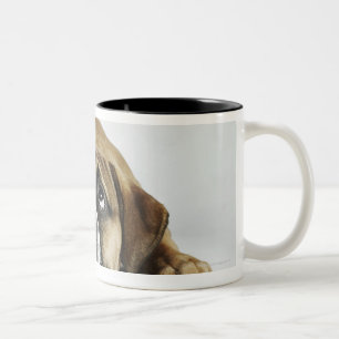 Porträt alter Tyme Bulldogge Dorsets Zweifarbige Tasse