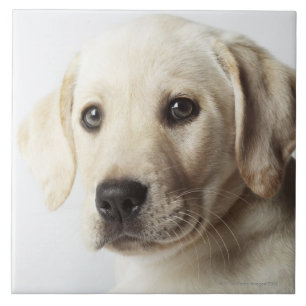 Porträt blonden Labrador retriever-Welpen Fliese