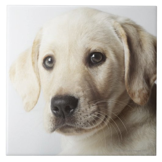 Porträt blonden Labrador retriever-Welpen Fliese (Vorderseite)