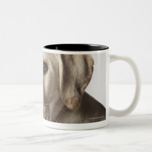 Porträt blonden Labrador retriever-Welpen Zweifarbige Tasse