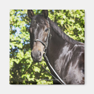 Porträt braunen Pferds 2 Magnet