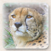 Porträt der Cheetah Getränkeuntersetzer (Vorderseite)