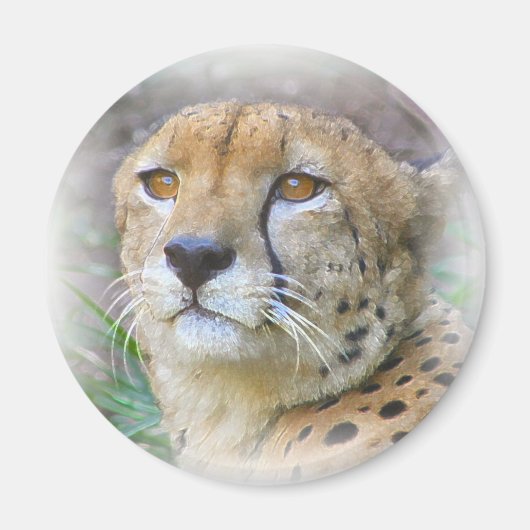 Porträt der Cheetah Magnet (Vorne)