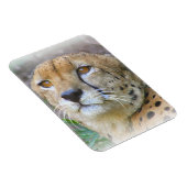Porträt der Cheetah Magnet (Rechte Seite)