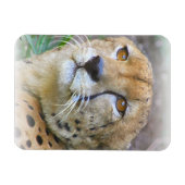 Porträt der Cheetah Magnet (Horizontal)
